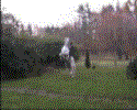imter fujador1